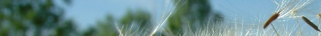 Hiese.com